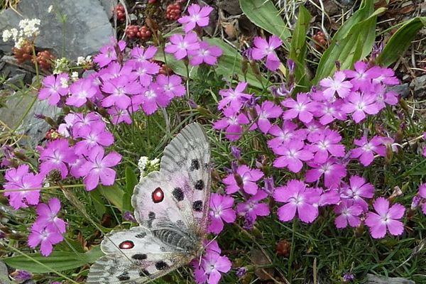 Dianthus pungens