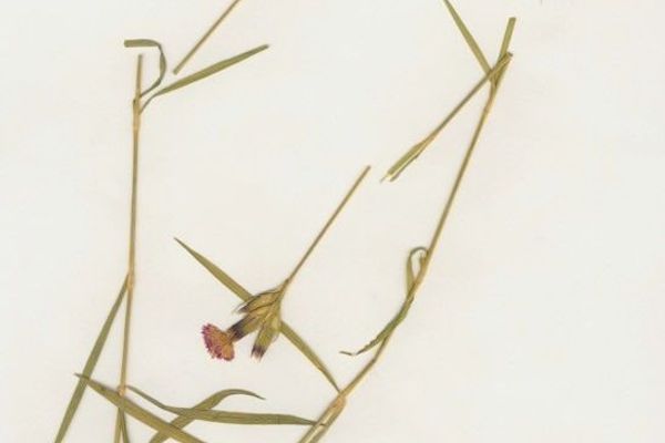 Dianthus scaber
