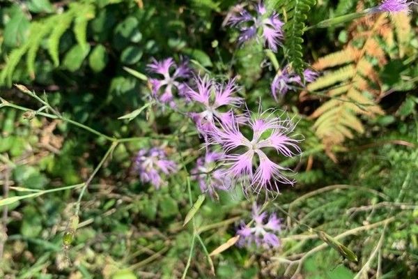 Fringed pink