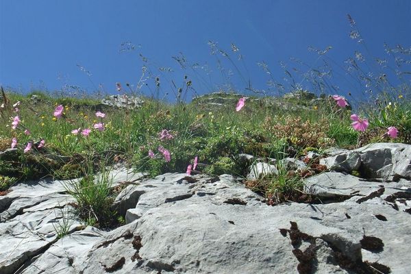 Wood pink