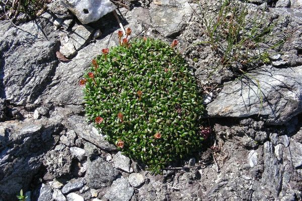 Diapensia