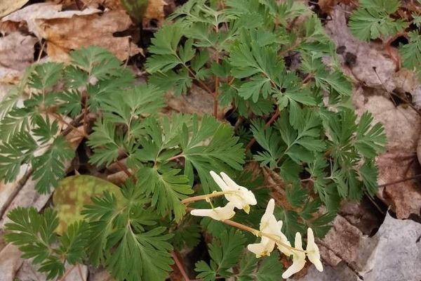 Dutchman's-breeches