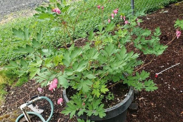 Bleeding-heart