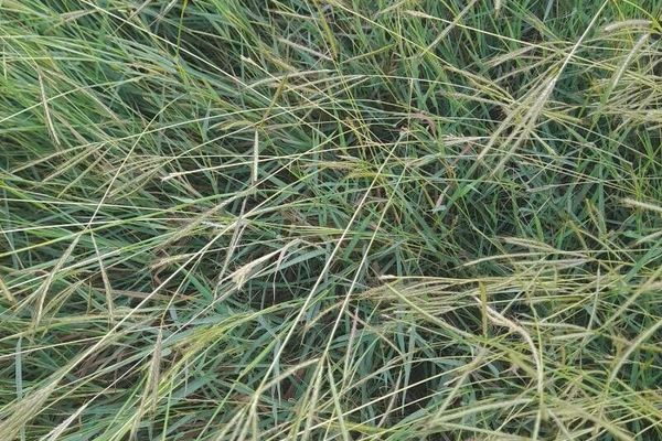 Kleberg's bluestem