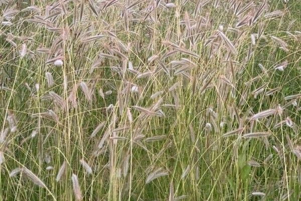 Silky bluestem