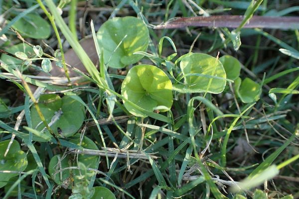 Carolina ponysfoot