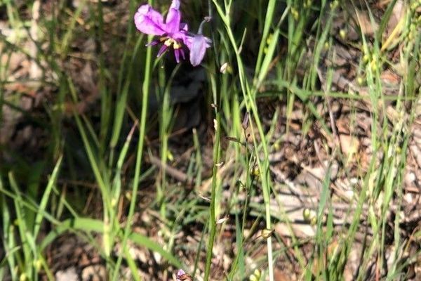 Dichopogon fimbriatus