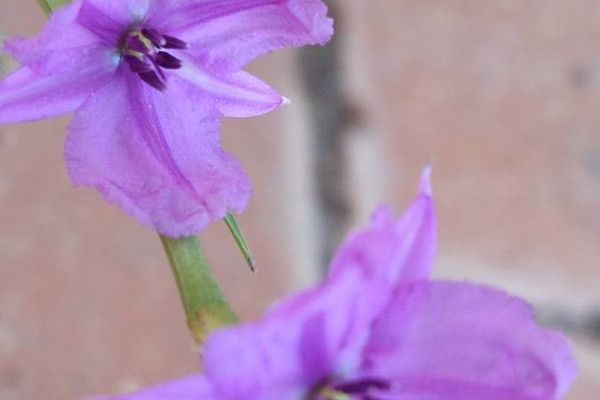Dichopogon strictus