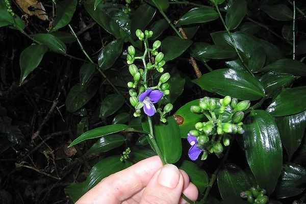 Dichorisandra hexandra