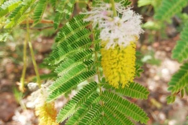 Marabou-thorn