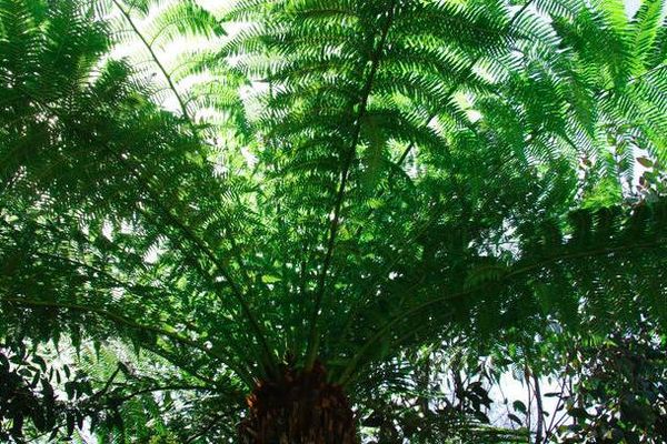Dicksonia antarctica