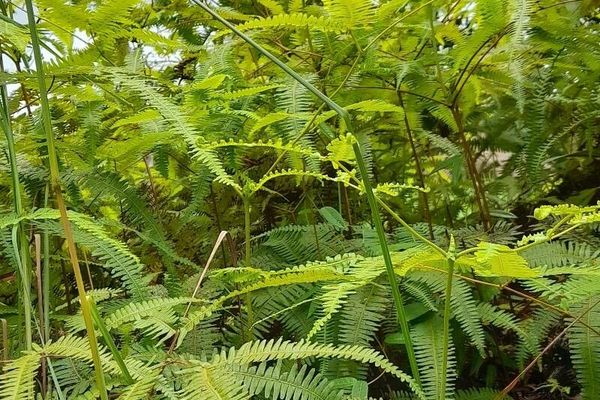 Drooping forkedfern