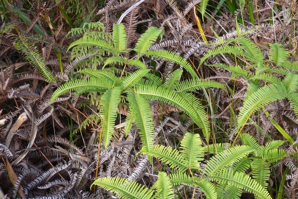 Old world forkedfern