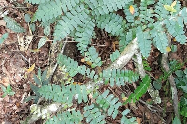 Mahogany fern