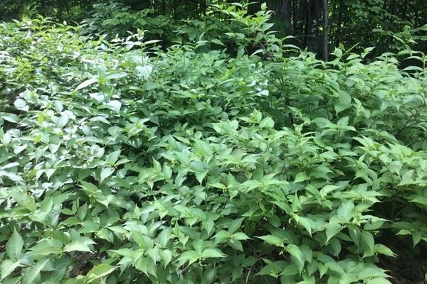 Bush-honeysuckle