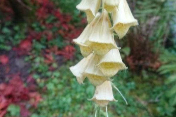 Large yellow foxglove