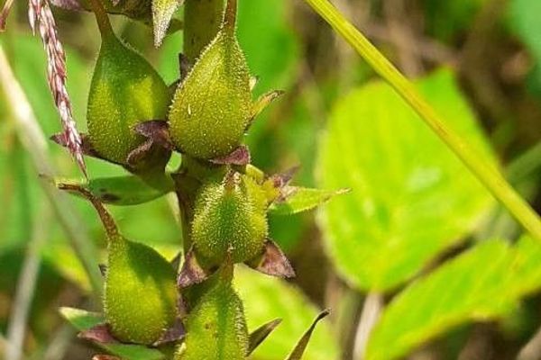 Straw foxglove
