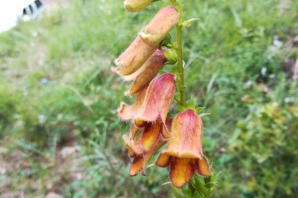 Willow-leaf foxglove