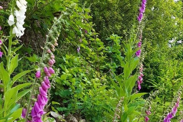 Foxglove