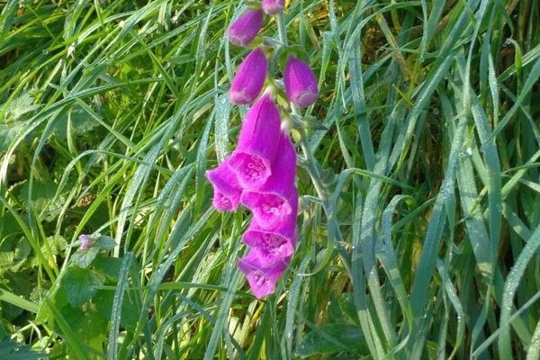 Spanish digitalis