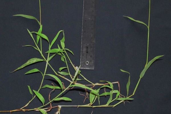 Southern crabgrass