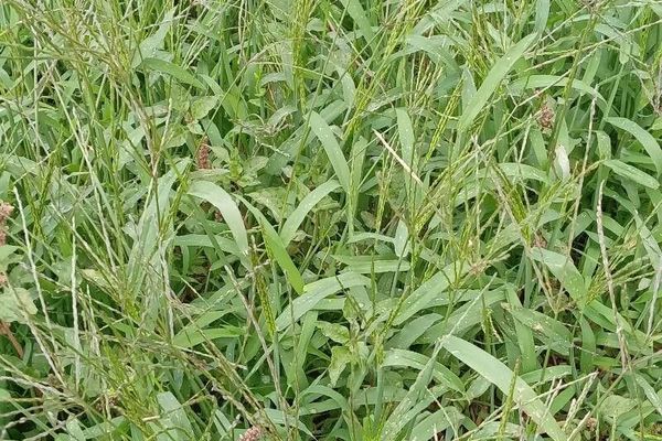 Tropical finger grass