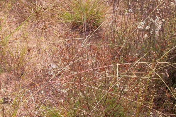 Slender crabgrass