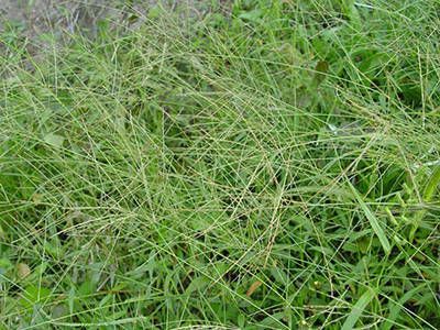 Jamaican crabgrass