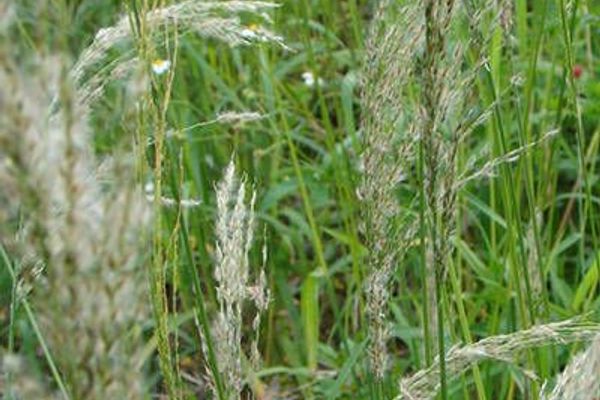 Sourgrass