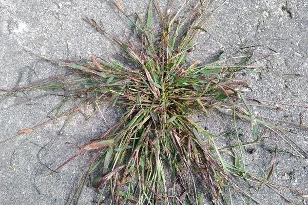 Smooth crabgrass