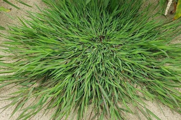 Hairy crabgrass