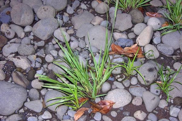 Purple crabgrass