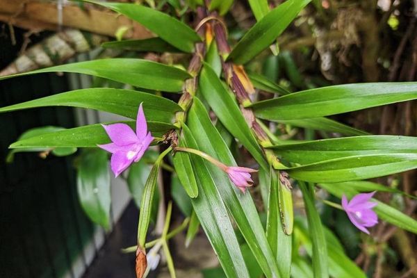 Dimerandra emarginata