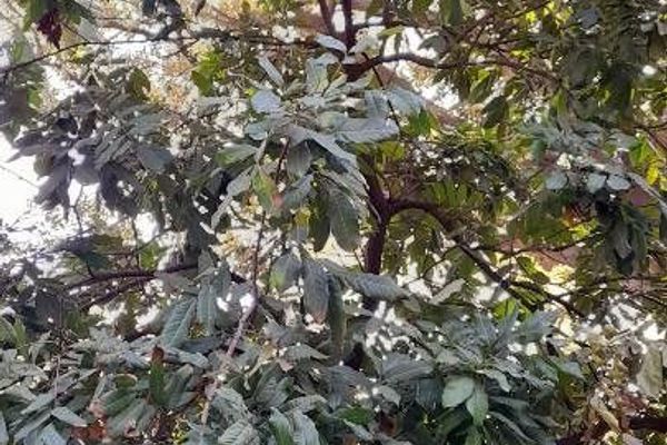 Longan