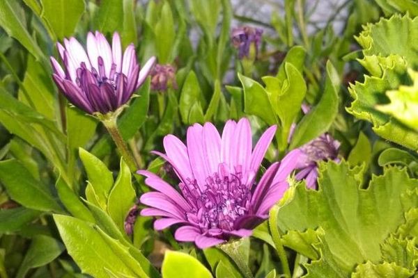 Cape rain daisy
