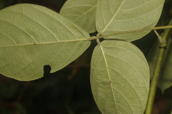 Dioclea virgata