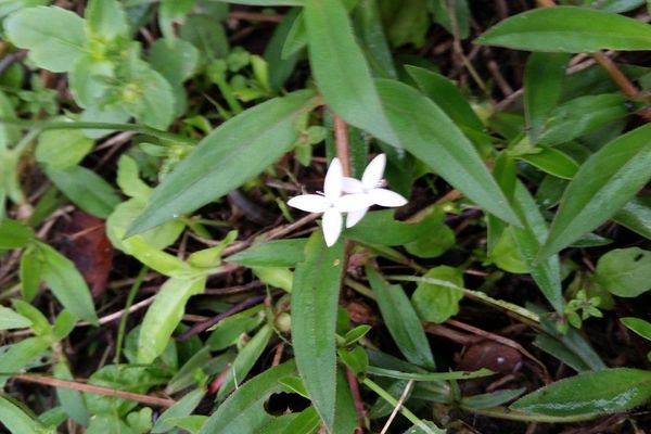 Virginia buttonweed