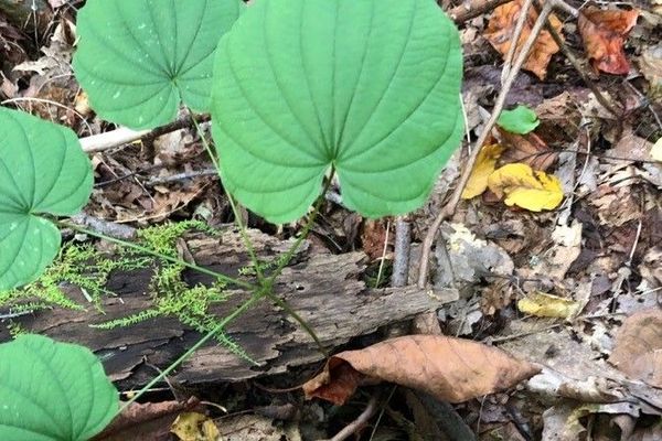 Wild yam