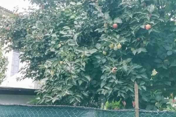 Japanese persimmon