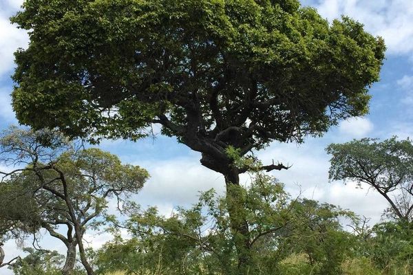 Ebony diospyros