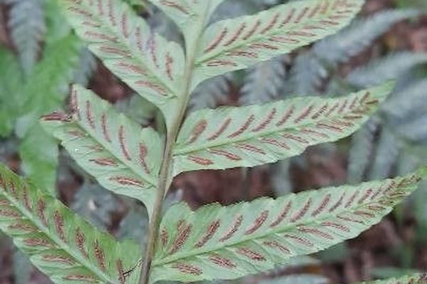 Crested twinsorus fern