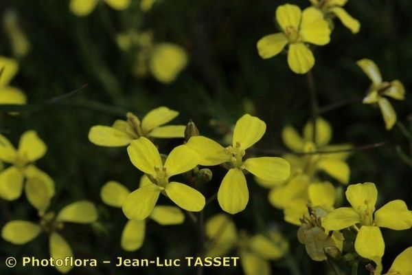 Diplotaxis catholica