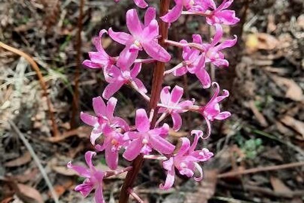 Dipodium roseum