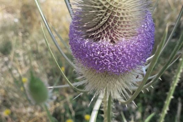 Common teasel