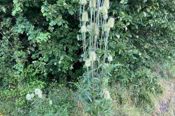 Cut-leaf teasel