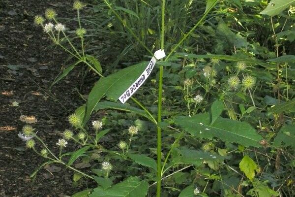 Small teasel