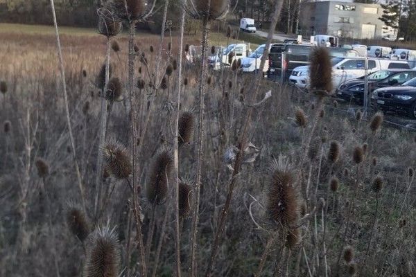 Indian teasel