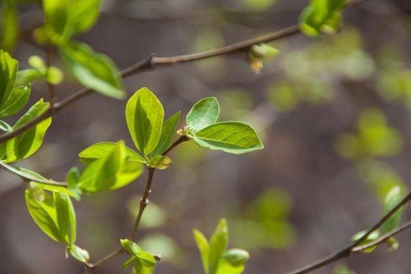 Leatherwood