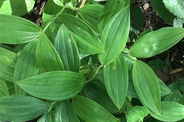Disporum smilacinum