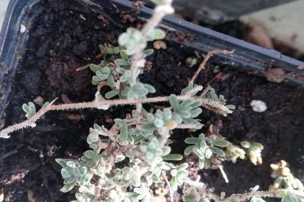 Bur-saltbush